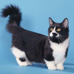 Манчкин